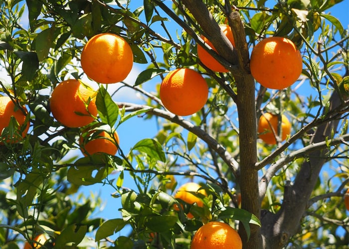 La zona naranjera del Cesar