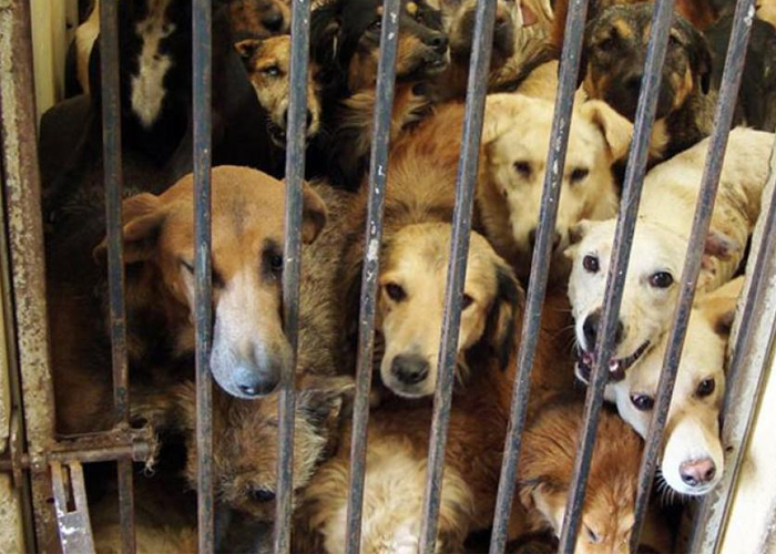 Dumek Turbay, el mataperros