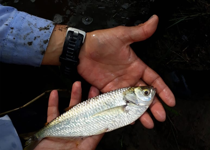 Hidroituango, un crimen ambiental con tintes de ecocidio