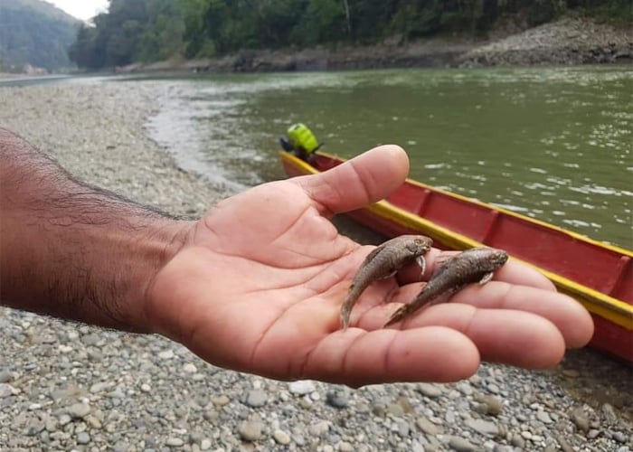 La universidad también tiene la culpa de la muerte del río Cauca