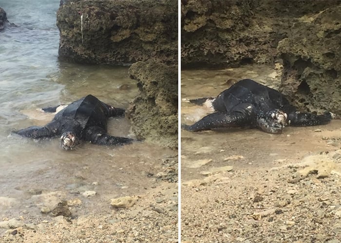 Por qué están muriendo las tortugas Caná en el golfo de Urabá