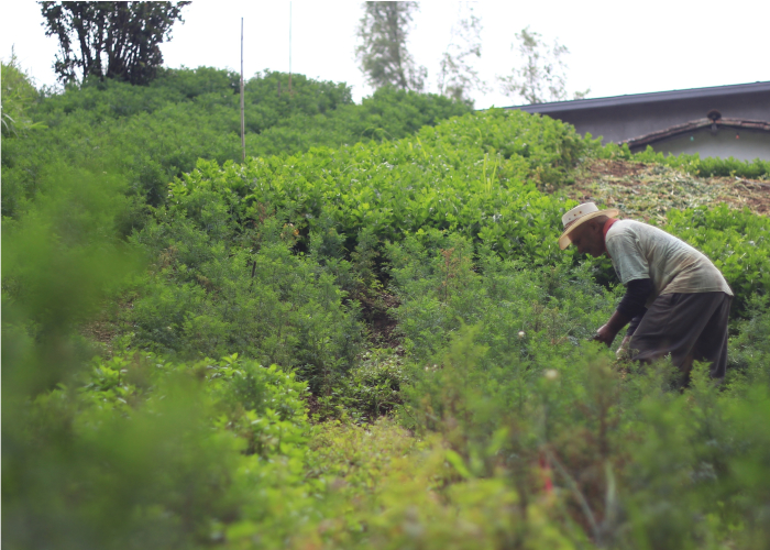 ¡A pueblear! Medellín le apuesta a internacionalizar su campo