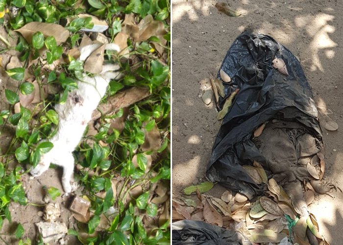 ¿Qué hay detrás de las misteriosas muertes animales en la Universidad del Atlántico?