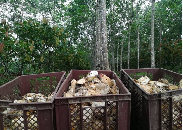 A los caucheros los salvó el agroturismo comunitario