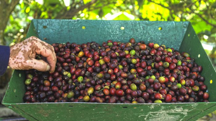 ¡A pueblear! Medellín le apuesta a internacionalizar su campo - -- Las2orillas - ¡A pueblear! Medellín le apuesta a internacionalizar su campo