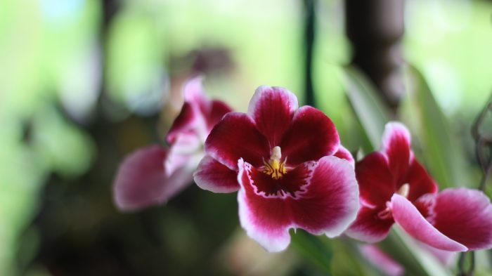 ¡A pueblear! Medellín le apuesta a internacionalizar su campo - -- Las2orillas - ¡A pueblear! Medellín le apuesta a internacionalizar su campo