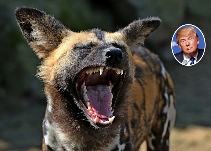 ¿Estados Unidos, un jaguar? No, es una hiena