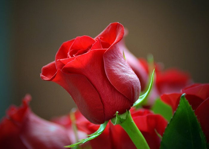 Una rosa para ti