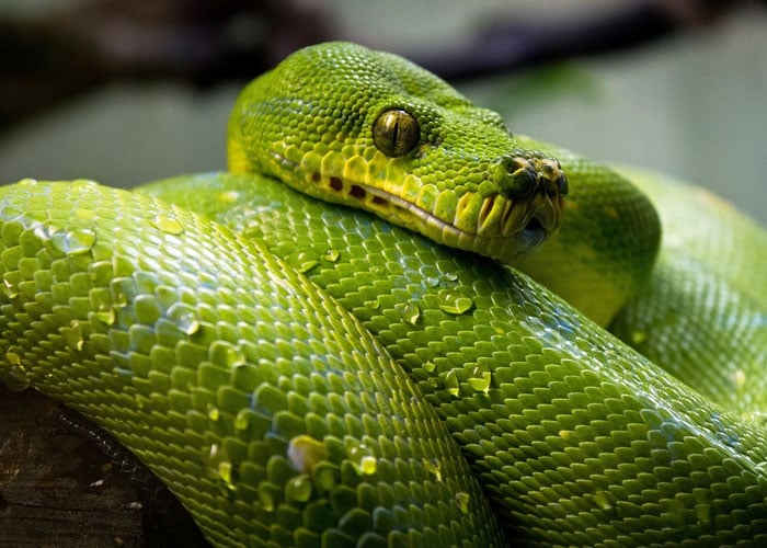 Serpientes, ¡por su buena reputación!