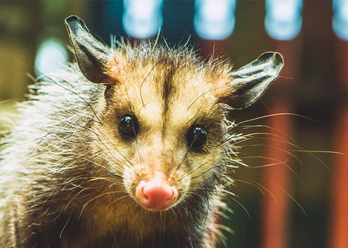 La descarnada matanza de zarigüeyas en el sur de Cali