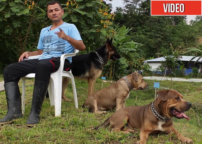 El otro proyecto productivo que les salió a las FARC