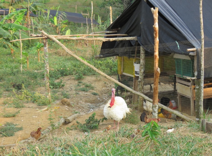  - La zona veredal en el Caquetá que podría convertirse en el primer pueblo de exguerrilleros