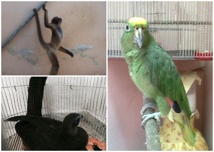 El viacrucis de la fauna y flora silvestre en Colombia