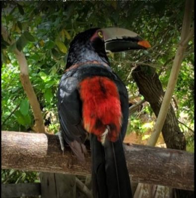 A donde las águilas se atreven - -- Las2orillas - A donde las águilas se atreven