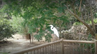 A donde las águilas se atreven - -- Las2orillas - A donde las águilas se atreven