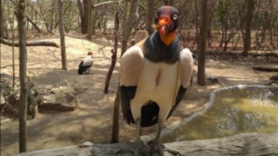 A donde las águilas se atreven - -- Las2orillas - A donde las águilas se atreven