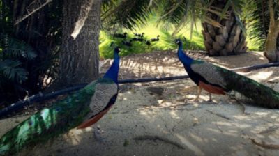 A donde las águilas se atreven - -- Las2orillas - A donde las águilas se atreven