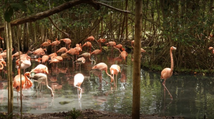 A donde las águilas se atreven