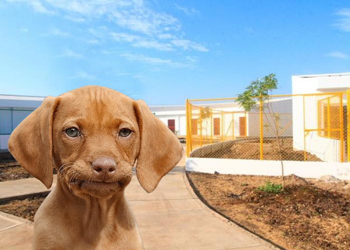 Animalistas se declaran en máxima alerta con El Guardián