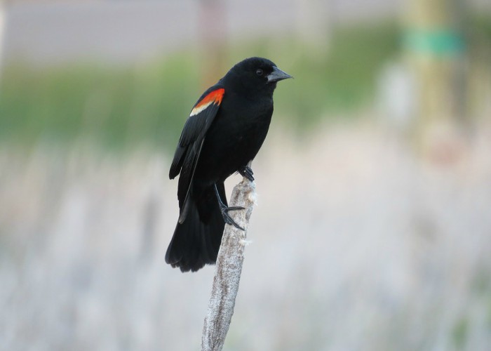 Los mirlos visitan al psiquiatra