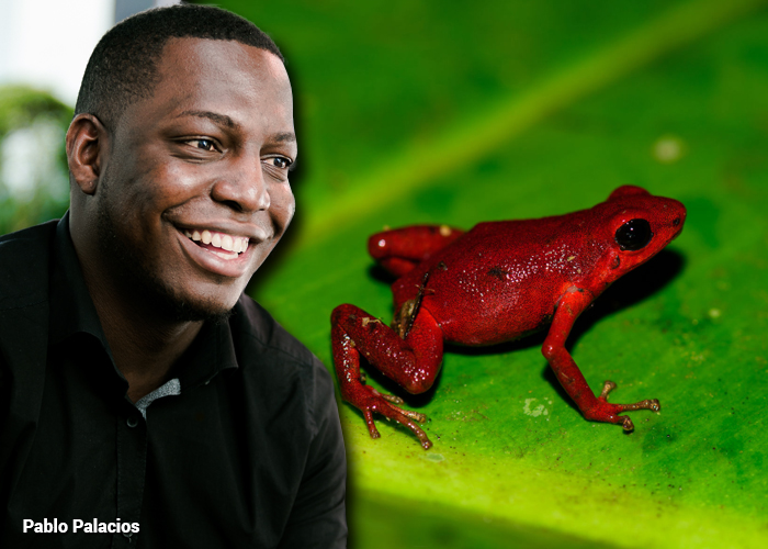 Rana venenosa entra al catálogo de fauna colombiano