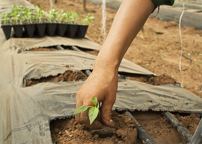 Con cultivos de aguacate, plátano y más, campesinos del Meta batallan contra el narcotráfico