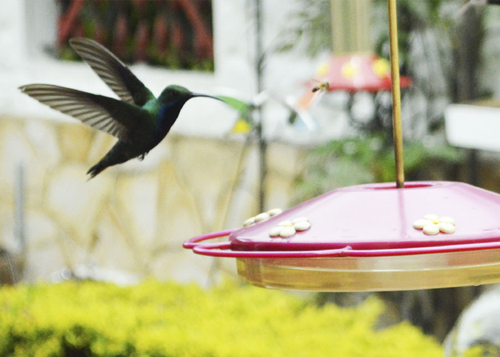 El pueblo colombiano que tiene un jardín encantado de colibríes
