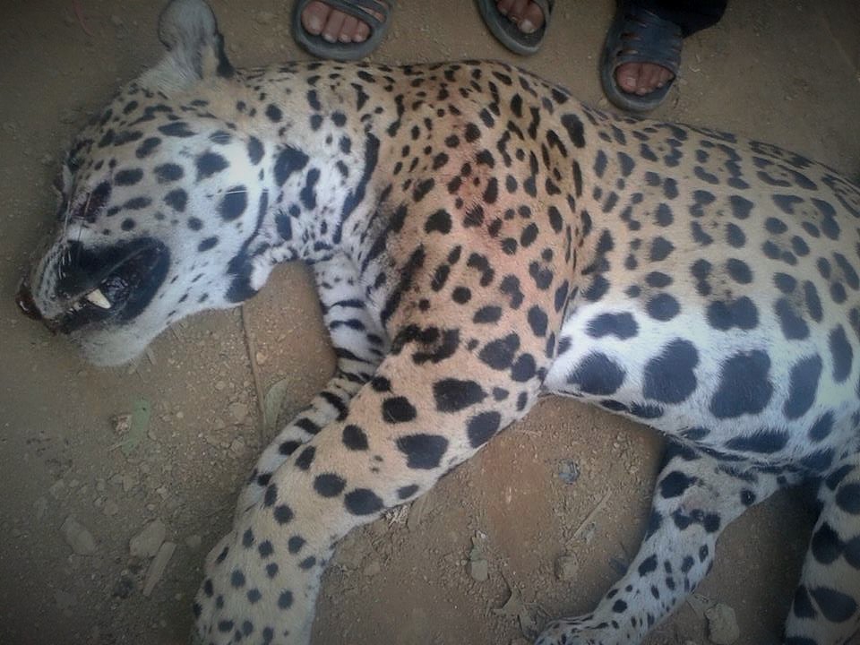  - Los carnívoros en Colombia, fuertemente amenazados