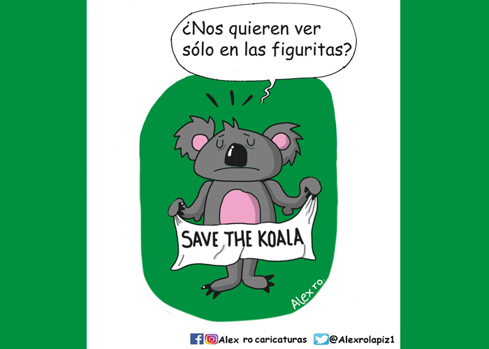 Caricatura: ¿Adiós, koalas?