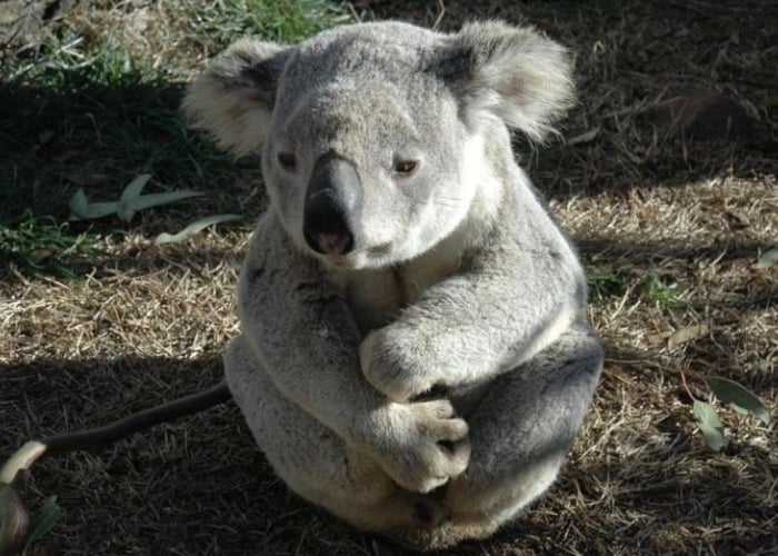¿Se acabaron los koalas?