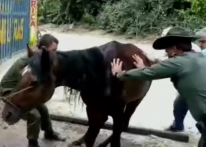 [Video] A punta de rejo caballistas dejan agonizante a un caballo en Neiva