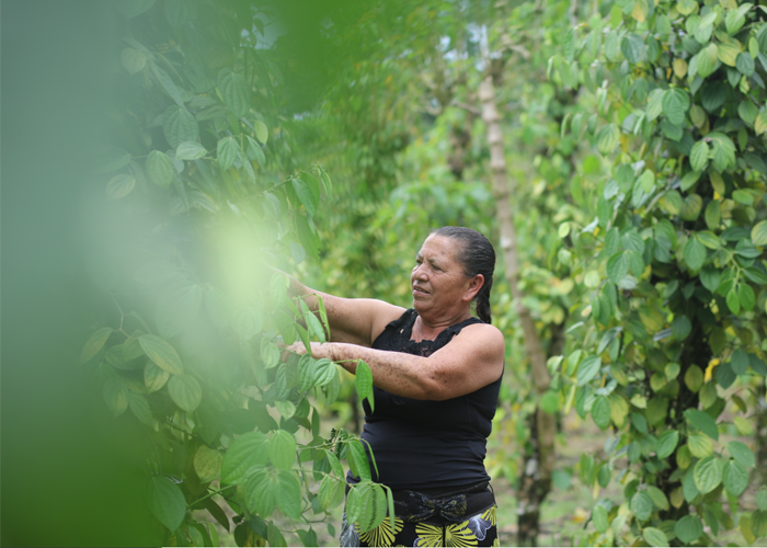 La pimienta con aroma a paz que se cultiva en las entrañas de La Hormiga, Putumayo