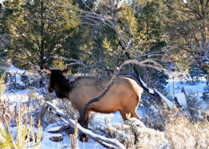 Cambio climático cobra la vida de 200 renos en el Ártico