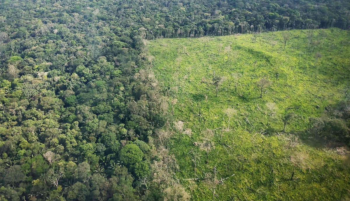 - Agoniza la selva del Guaviare en manos del gobernador Nebio Echeverry