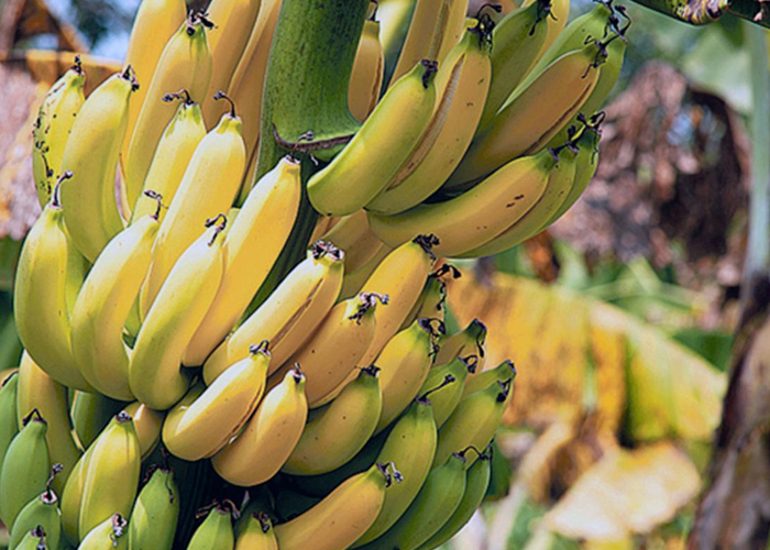 Alarma por hongo que ya afecta 150 hectáreas de banano