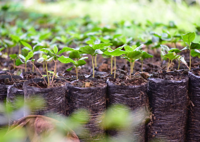 Así podría ser un proyecto progresista en el Quindío