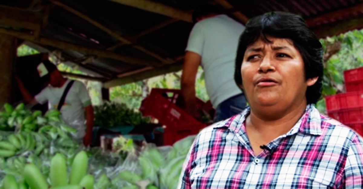 La campesina que cambió la vida de 1.200 familias a punta de banano