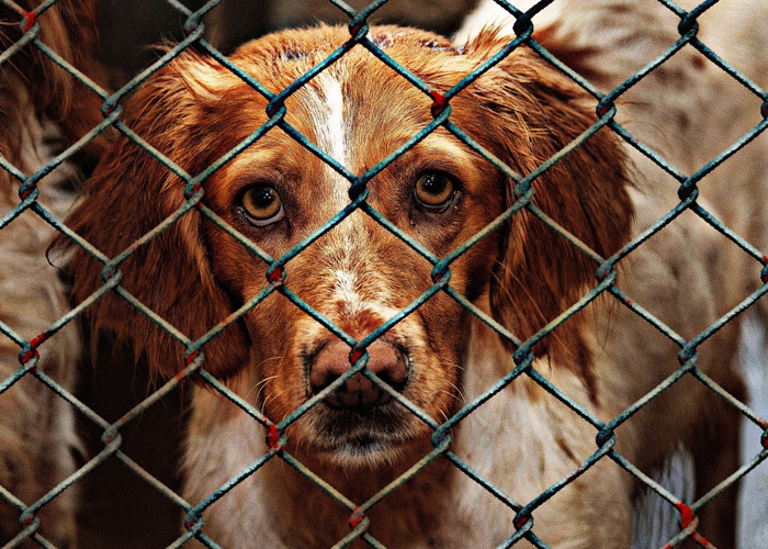 Evitar el maltrato animal, responsabilidad de todos