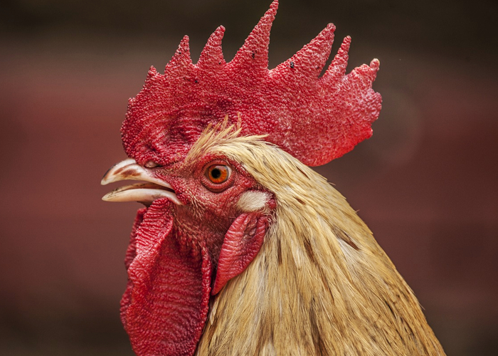 El gallo que se niega a dejar de cantar en Francia