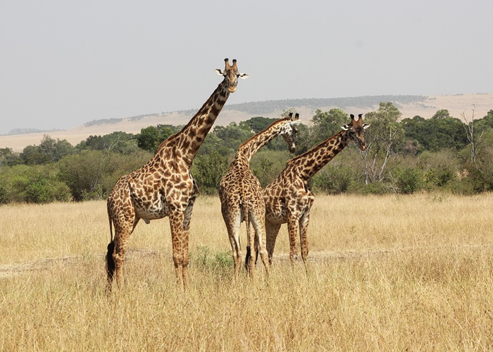Seriamente amenazadas de extinción, así están las jirafas