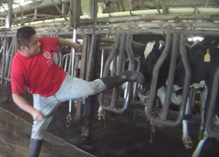 La cara poco conocida de la industria lechera