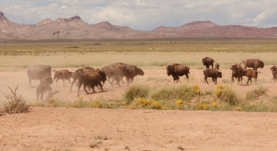 Millonarios que quieren salvar el planeta comprando grandes reservas - -- Las2orillas - Millonarios que quieren salvar el planeta comprando grandes reservas