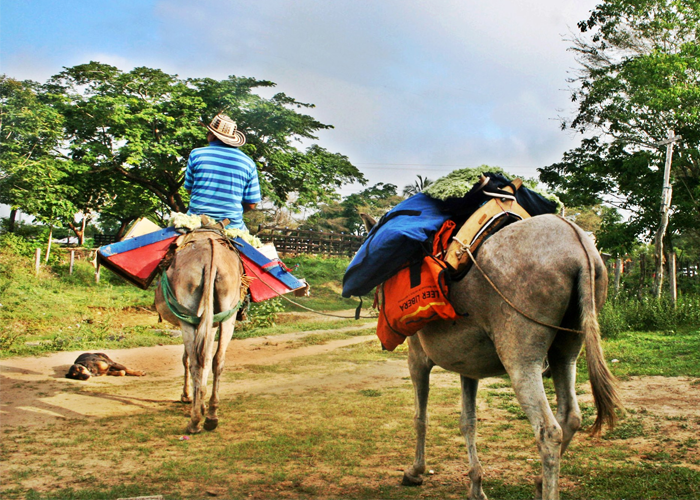 La revolución de Luis Humberto y su biblioburro