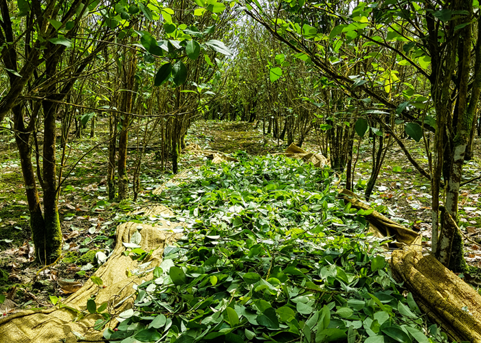 ¿Erradicar o transformar los narcocultivos?