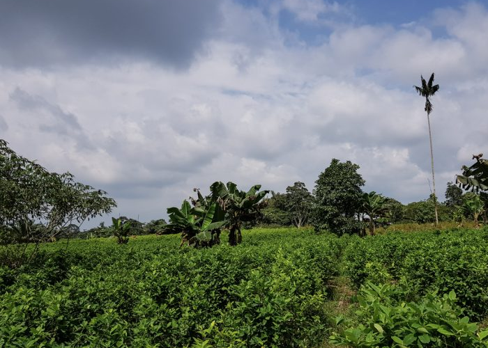 Urgen políticas contundentes para erradicar de una vez por todas los narcocultivos