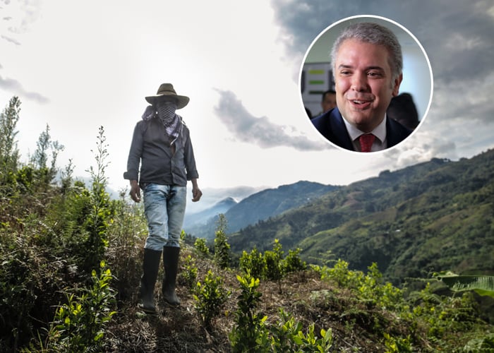 Colombia: 2.000 ha menos de coca y el mayor productor mundial
