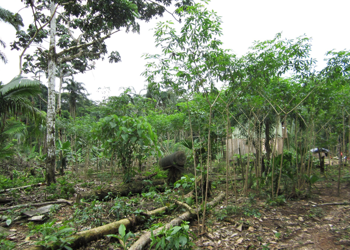 La selva amazónica ya tiene la soga en el cuello, solamente falta correr la butaca
