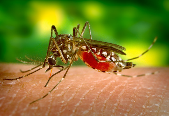 ¿Quién se pondrá la diez en Polonuevo (Atlántico) para enfrentar el dengue?
