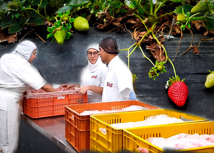 Las frutas paisas que podrían ser las mejores del país