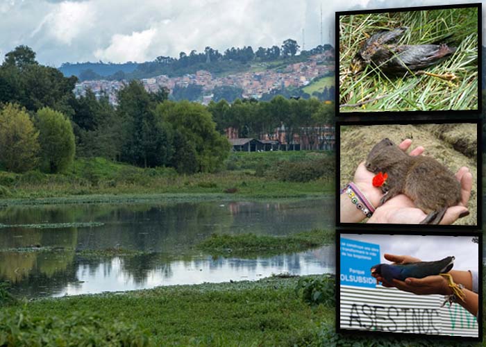 Foto: Los animales que una obra de Peñalosa está matando